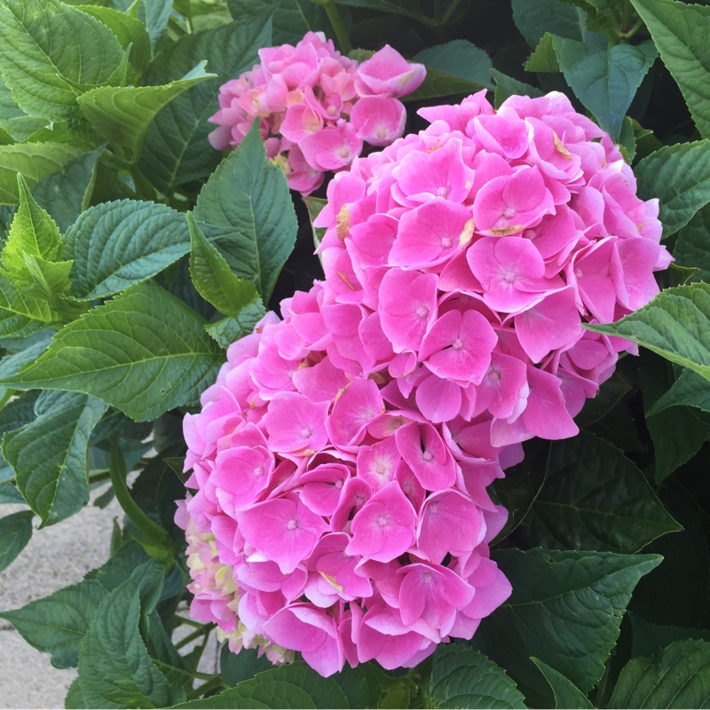 Plant image Hydrangea macrophylla 'Mariesii Lilacina'