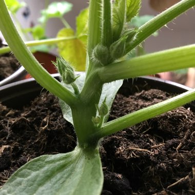 Courgette 'Black Beauty'