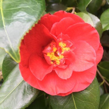 Camellia