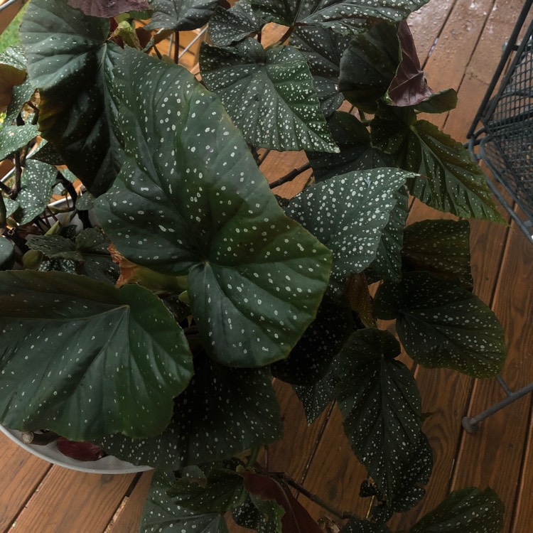 Plant image Begonia maculata 'Raddi'