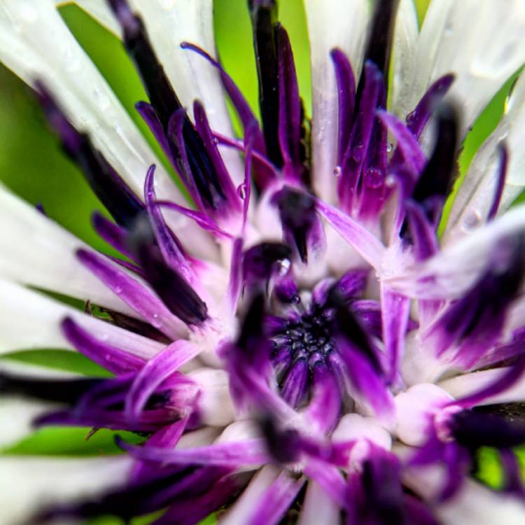 Plant image Centaurea 'Amethyst on Ice'