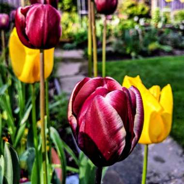 Tulipa 'Makassar'