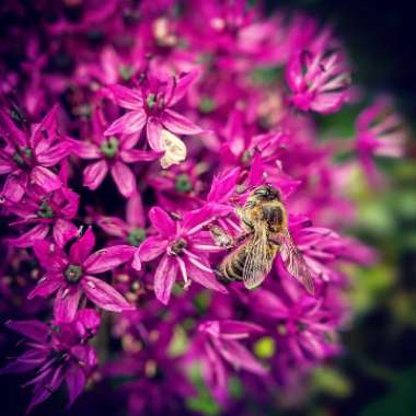 Allium hollandicum 'Purple Sensation' syn. Allium 'Purple Sensation', Allium aflatunense 'Purple Sensation'