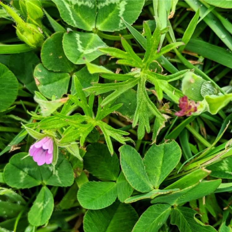 Plant image Geranium dissectum