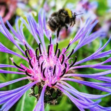 Centaurea montana