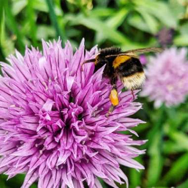 Allium schoenoprasum