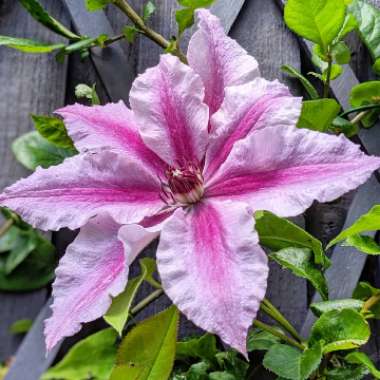 Clematis 'Ooh La La'™ evipo041