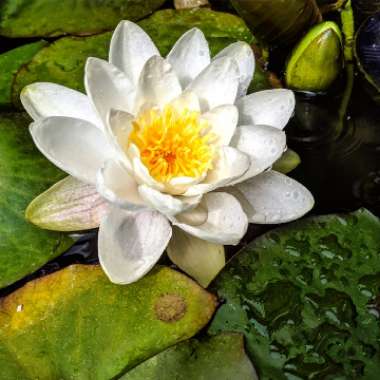 Nymphaea