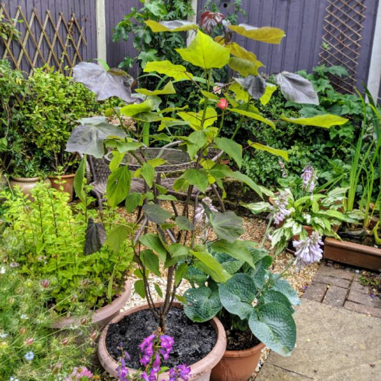 Plant image Catalpa x erubescens 'Purpurea'