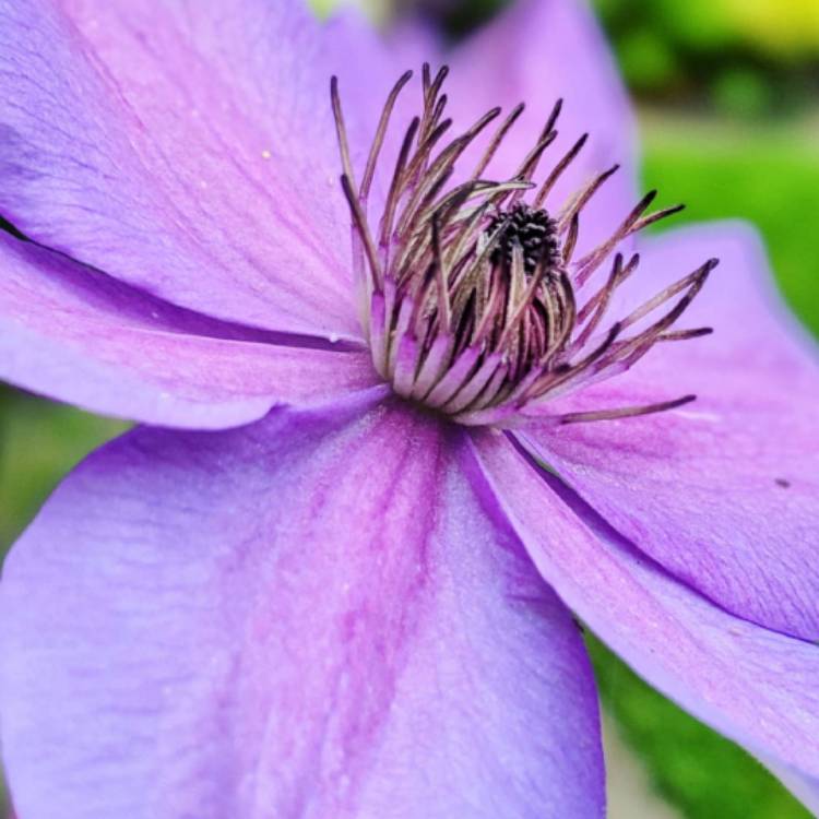 Plant image Clematis Shimmer