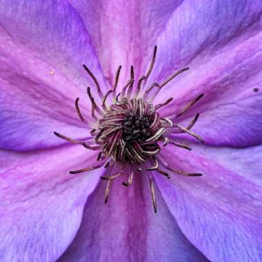 Clematis Shimmer