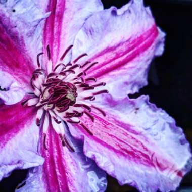 Clematis 'Bees Jubilee'