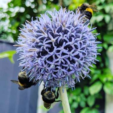 Echinops