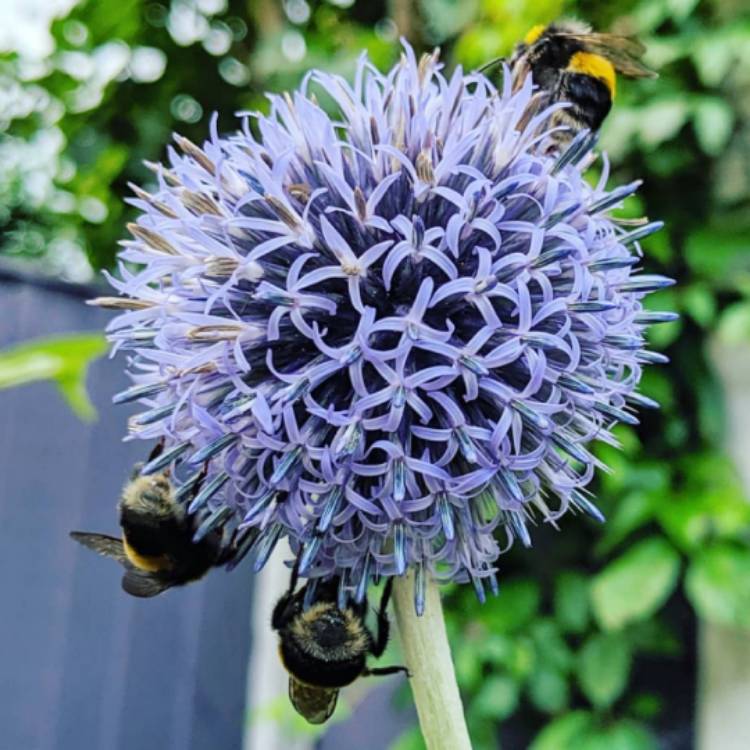 Plant image Echinops