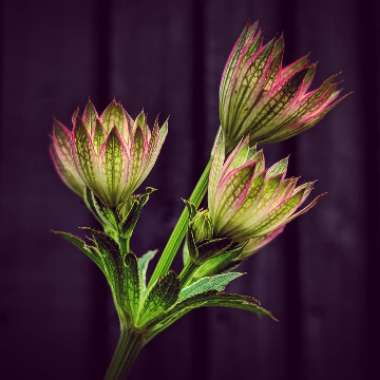 Astrantia 'Roma' syn. Astrantia major 'Roma'