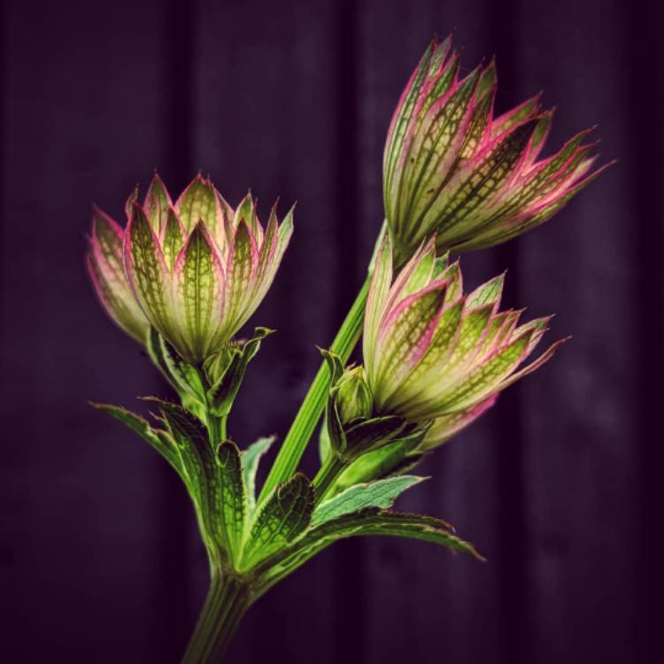 Plant image Astrantia 'Roma' syn. Astrantia major 'Roma'