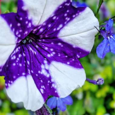 Petunia 'Kleph15313' syn. Petunia 'Night Sky', Petunia 'Headliner Night Sky'