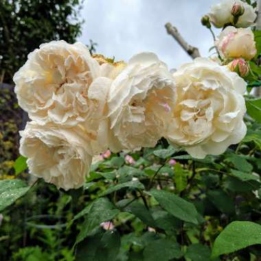 Rosa 'Auscat' syn. Rosa 'Winchester Cathedral', Rosa 'Winchester', Rosa 'White Mary Rose'