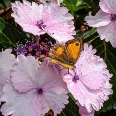 Hydrangea macrophylla 'Koria'