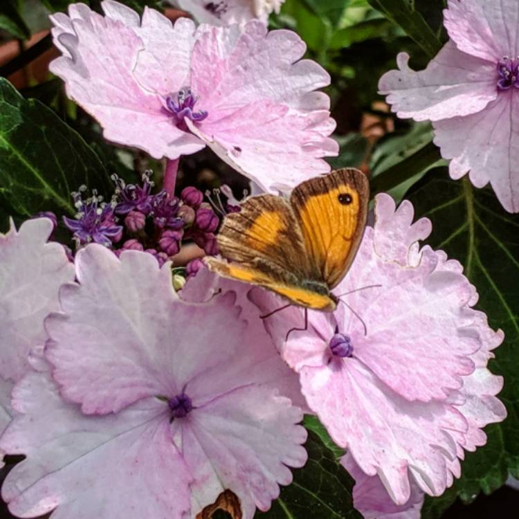 Plant image Hydrangea macrophylla 'Koria'