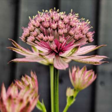 Astrantia 'Roma' syn. Astrantia major 'Roma'