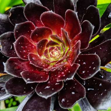 Aeonium Arboreum Zwartkop