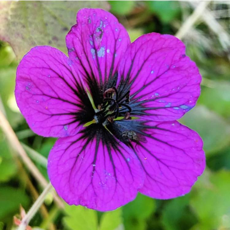 Plant image Geranium 'Ann Folkard'