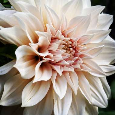 Dahlia 'Cafe au Lait'