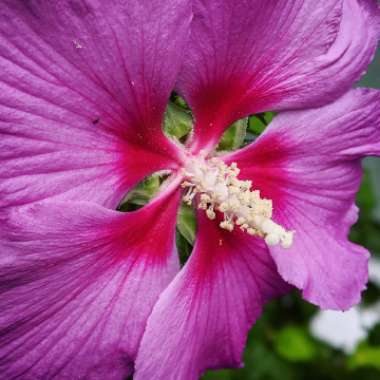 Hibiscus 'Walberton's Rose Moon'