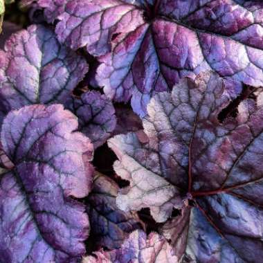 Heuchera Little Cutie 'Sugar Berry'