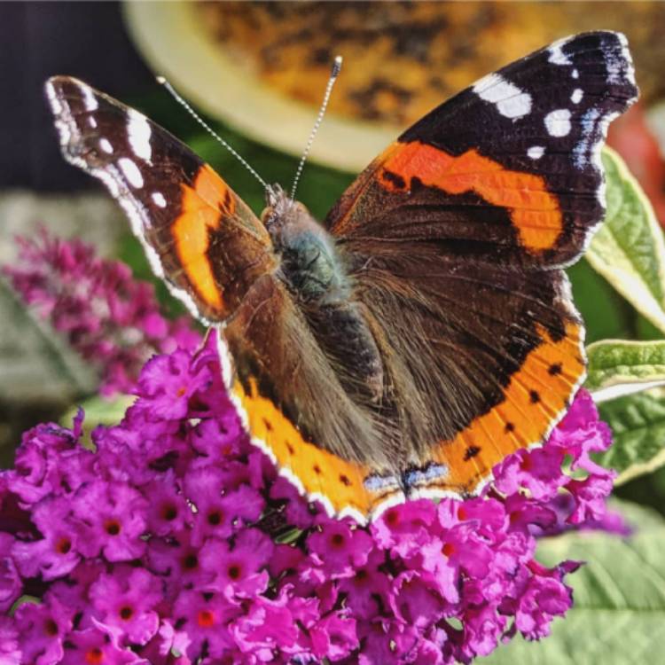 Plant image Buddleja davidii 'Harlequin'