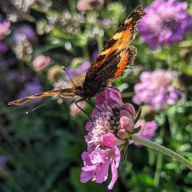 Scabiosa 'Butterfly Blue'