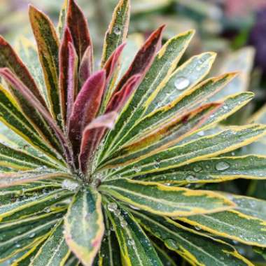 Euphorbia x martini 'Ascot Rainbow'