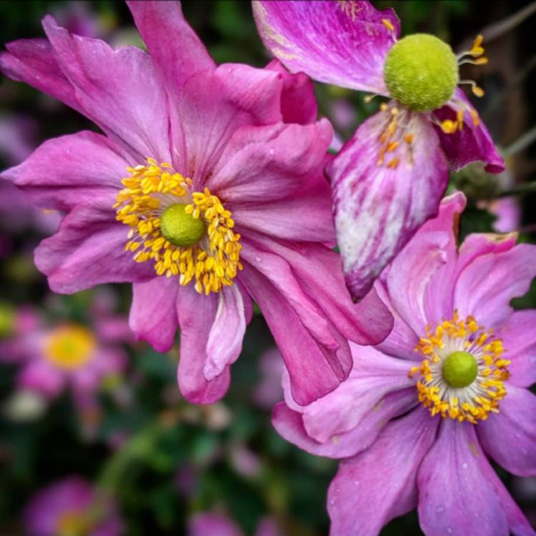 Plant image Anemone x hybrida 'Margarete'