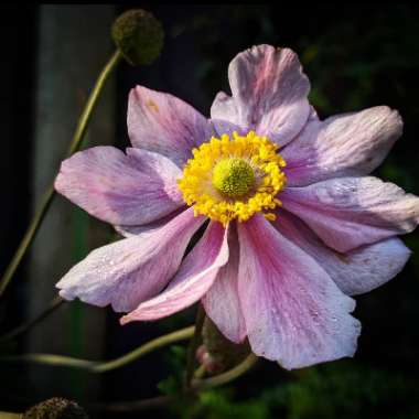 Anemone hupehensis syn. Anemone scabiosa