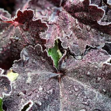 Heuchera Little Cutie 'Sugar Berry'