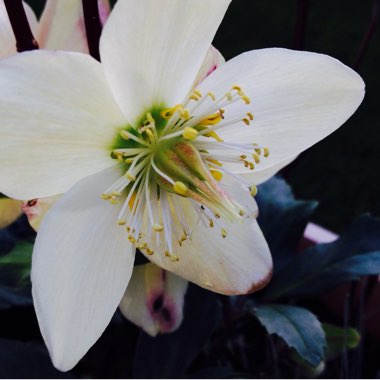 Helleborus niger