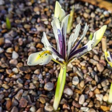 Iris 'Eye Catcher' syn. Iris reticulata 'Eye Catcher'