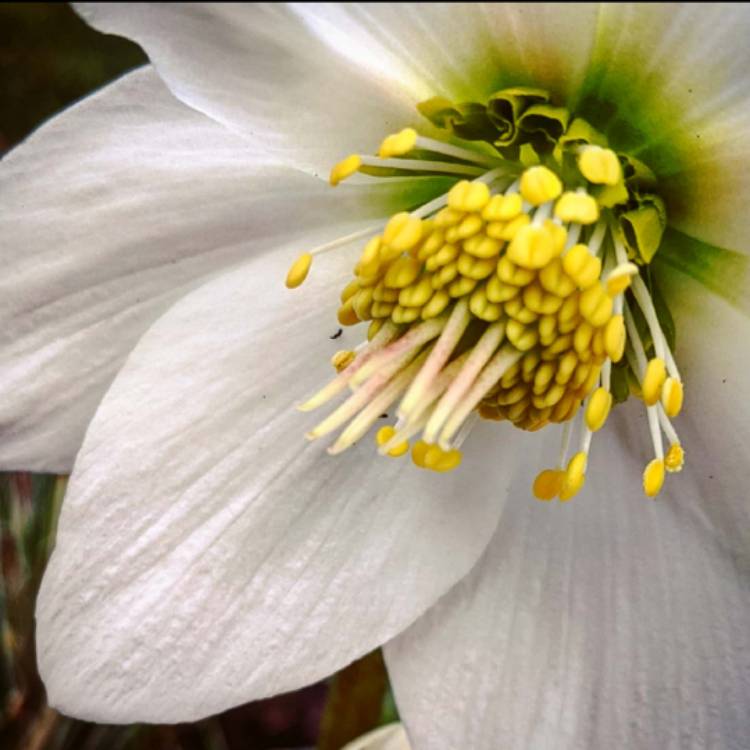 Plant image Helleborus niger