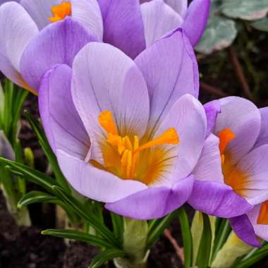 Crocus sieberi subsp. atticus 'Firefly'