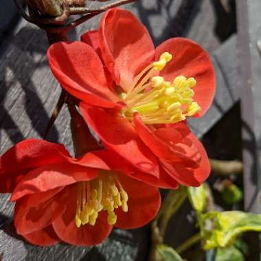 Chaenomeles x superba 'Crimson and Gold'