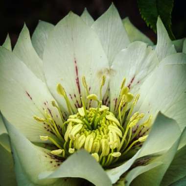 Helleborus x hybridus 'Double Ellen White Spotted' (Double Ellen Series)