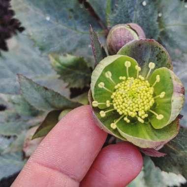 Helleborus x sternii 'Silver Dollar'