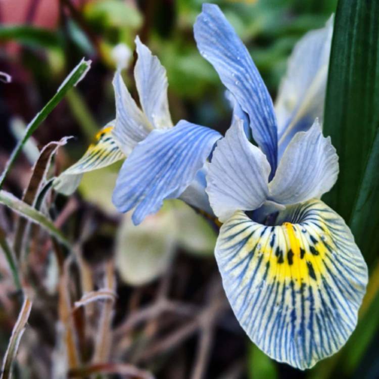 Plant image Iris 'Katharine Hodgkin' syn. Iris reticulata 'Katharine Hodgkin', Iris 'Injad Sherwood', Iris reticulata 'Injad Sherwood'