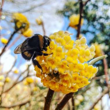 Edgeworthia chrysantha