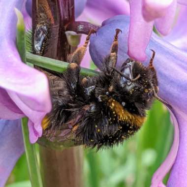 Hyacinthus orientalis