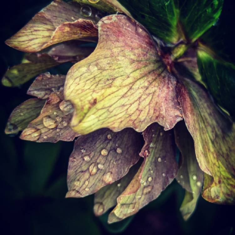 Plant image Helleborus x hybridus 'Double Ellen Pink' (Double Ellen Series)