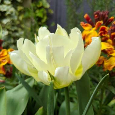 Tulipa 'Exotic Emperor'