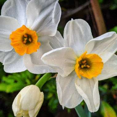 Narcissus 'Geranium' syn. Narcissus 'Advance'