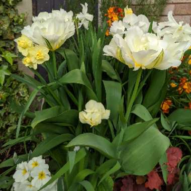 Tulipa 'Exotic Emperor'